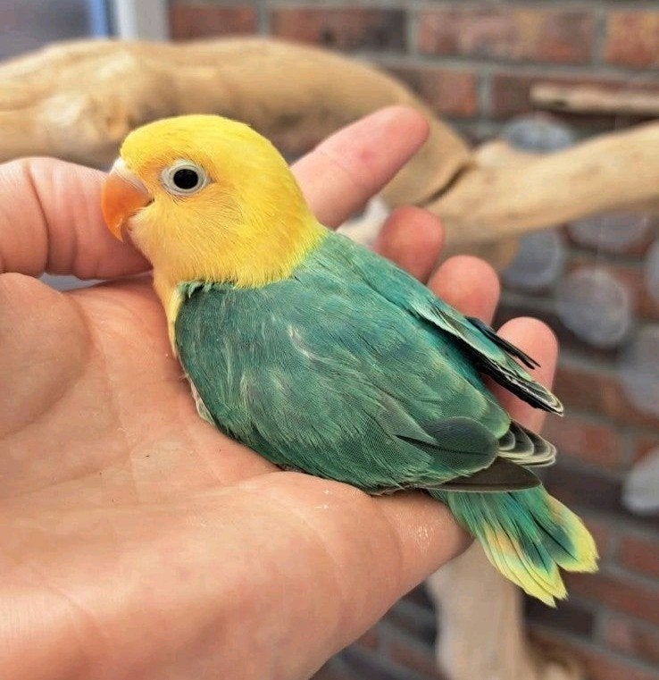 Fischeri, Dieren en Toebehoren, Dwergpapegaai of Agapornis