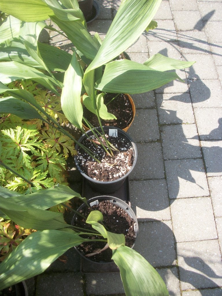 Aspedistra eliator + 'Milky Way', Vaste plant, Halfschaduw, Zomer, Ophalen