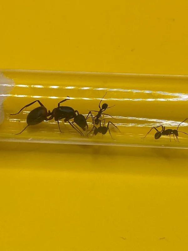 Camponotus Cruentatus mieren koningin met 1-5 werksters, Dieren en Toebehoren, Mieren