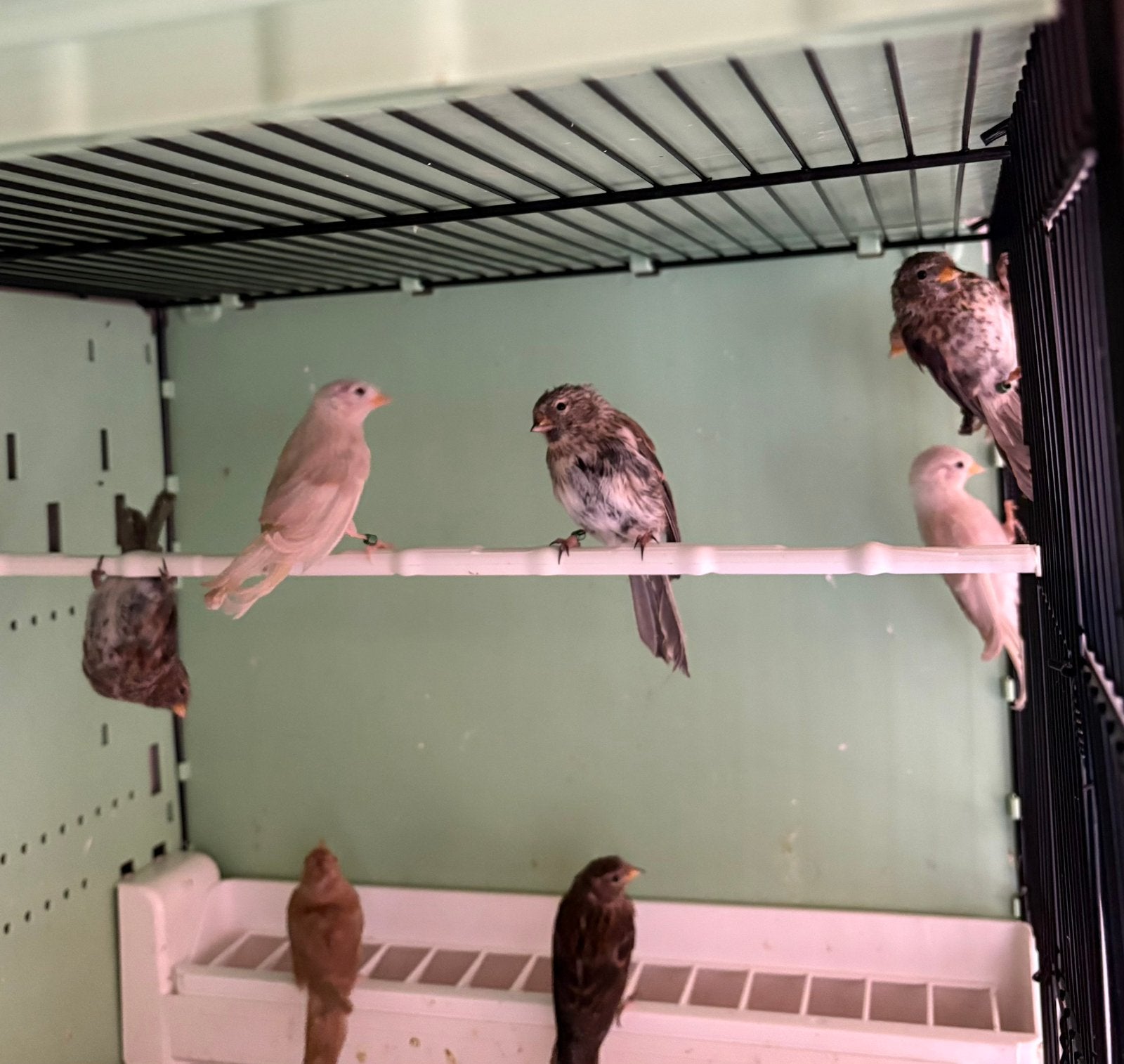 Barmsijzen, Witstuiten en kanaries, Dieren en Toebehoren, Vogels | Kanaries