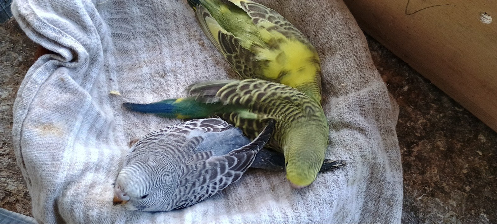 grasparkietjes, Plusieurs animaux, Perruche