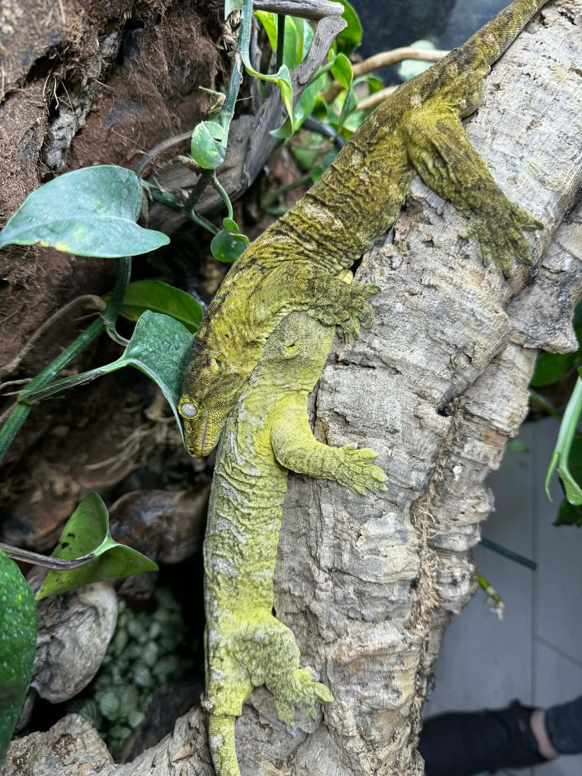 Couple de leachianus geckos, Animaux & Accessoires