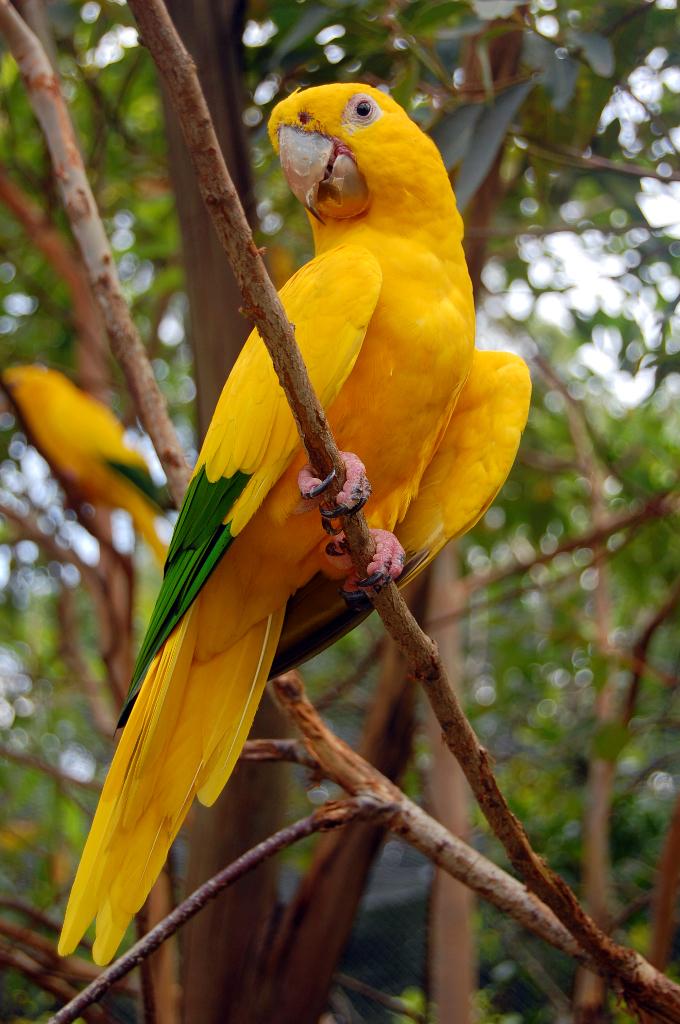 perruche, Mâle, Perruche, Bagué