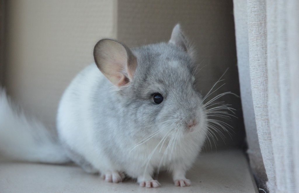 chinchilla broertjes, Chinchilla, Mâle, Domestique, Avril