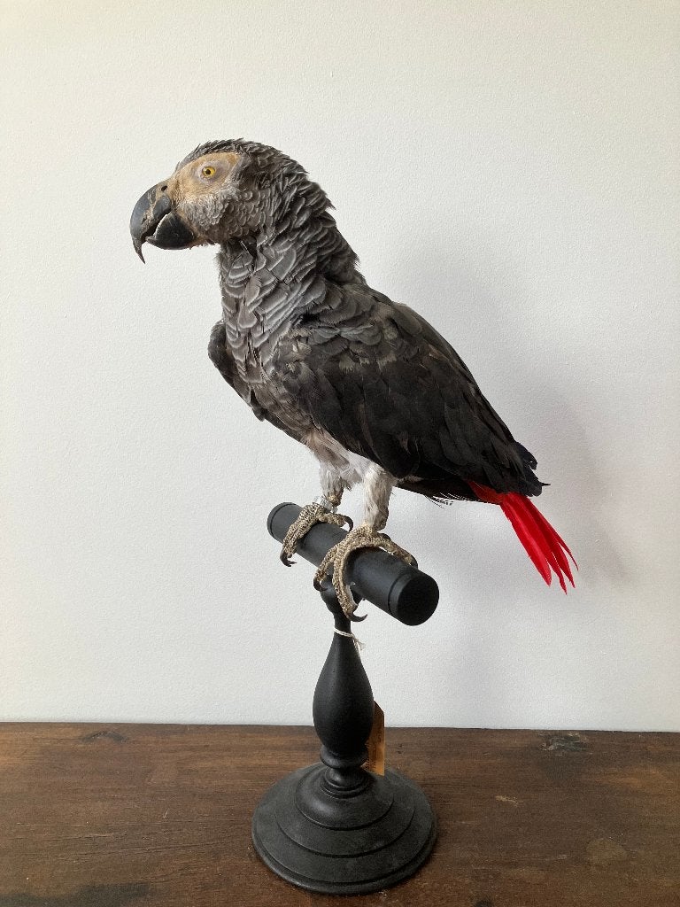 opgezette grijze roodstaart papegaai taxidermie, Verzamelen, Dierenverzamelingen, Ophalen of Verzenden, Gebruikt, Vogel, Opgezet dier