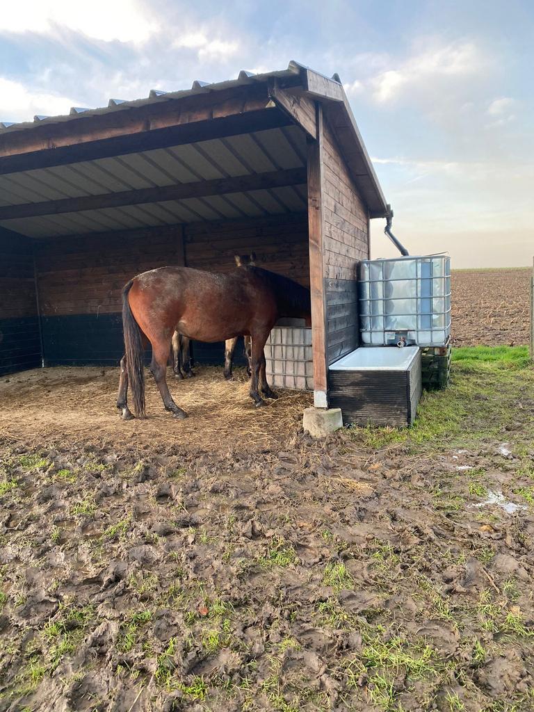 Weides te huur Sint Lievens Houtem, Dieren en Toebehoren, Stalling en Weidegang