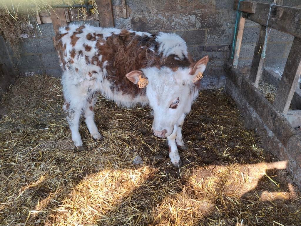 Taureau normand (sans cornes), Mâle, 0 à 2 ans