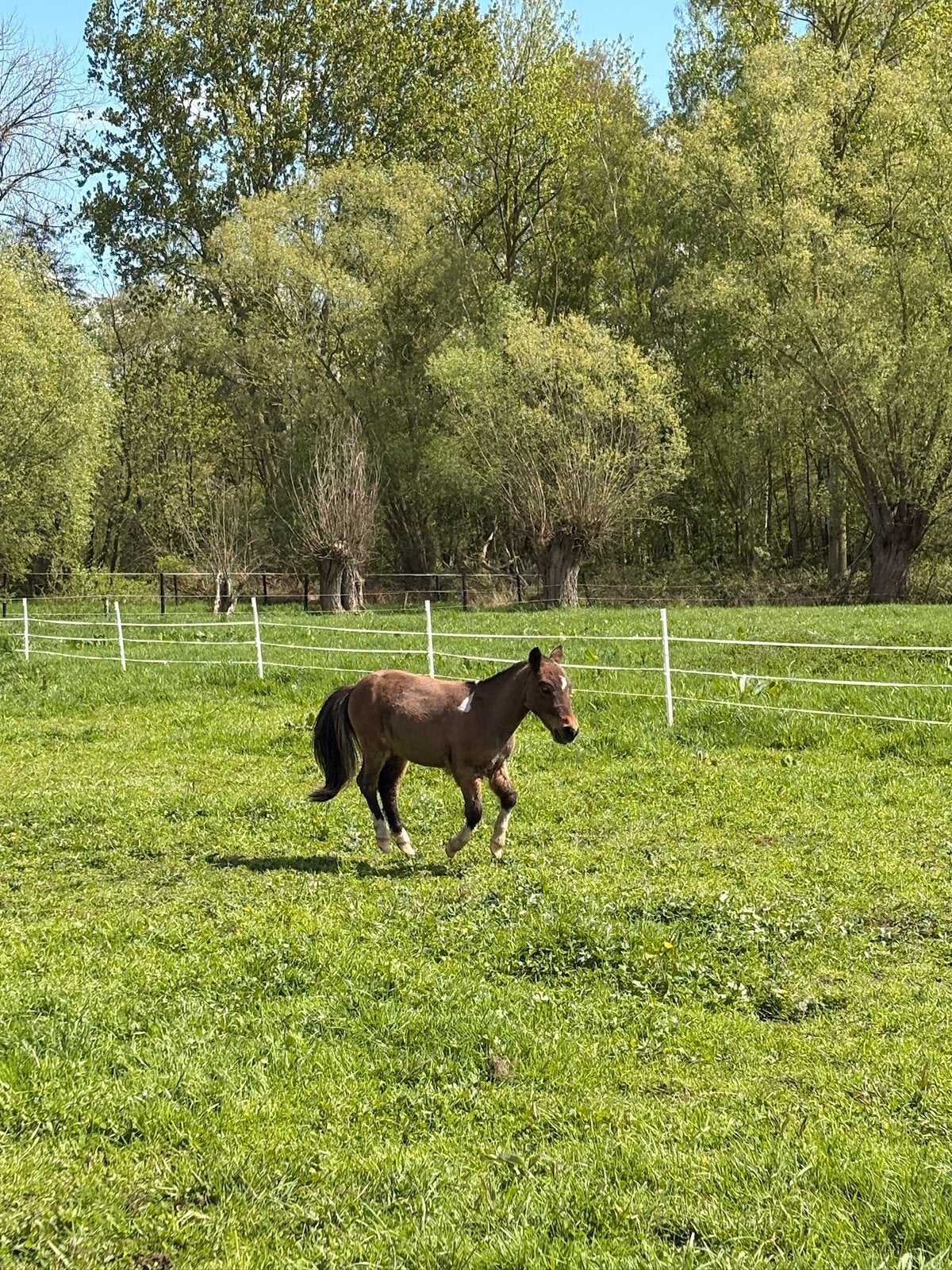 Shetlander te koop, Dieren en Toebehoren, Pony's, Hengst, Niet van toepassing, Gechipt, 0 tot 2 jaar
