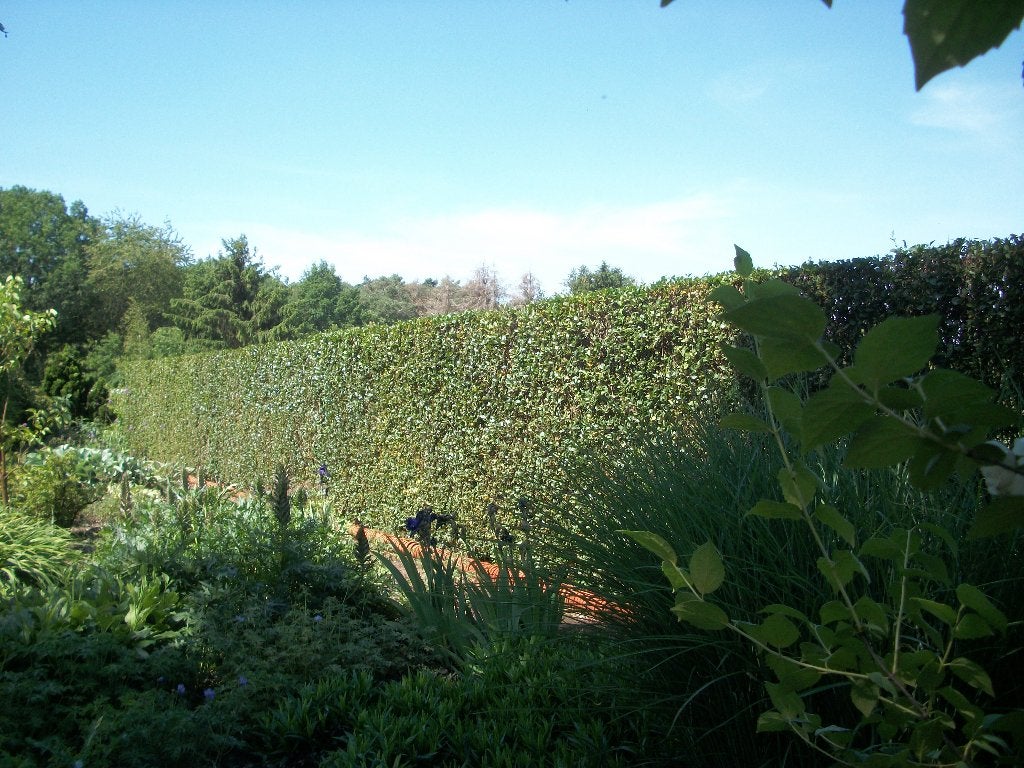 Liguster of Ligustrum planten en stekken, Enlèvement, Troène, Haie, Moins de 100 cm