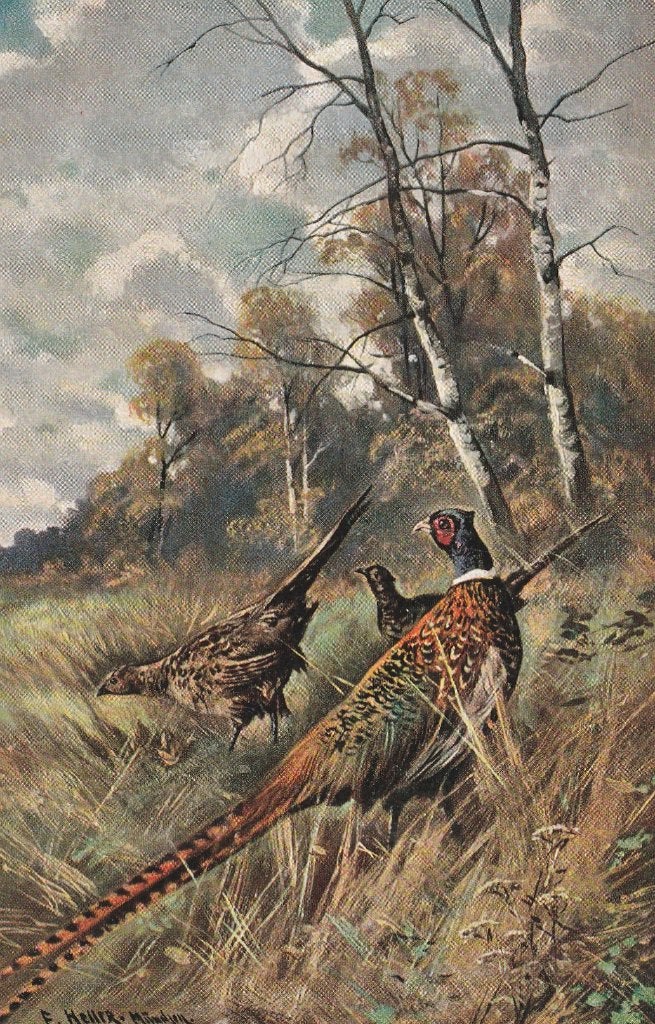 FAZANT  HAAN  MET  HENNEN, Ophalen of Verzenden, Ongelopen, Vogel