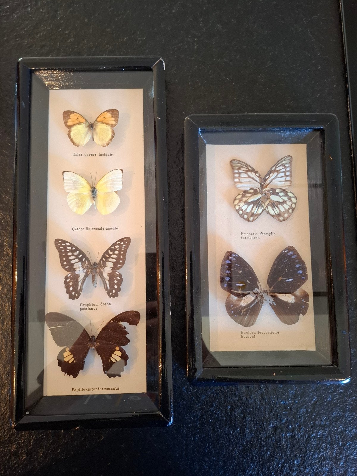 mooie vlinder taxidermie, Ophalen of Verzenden