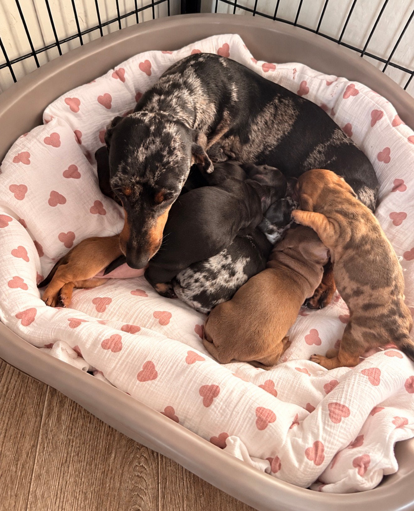 Chiots teckel, Animaux & Accessoires, Poils courts, Maladie de Carré (chiens), Plusieurs, Nain