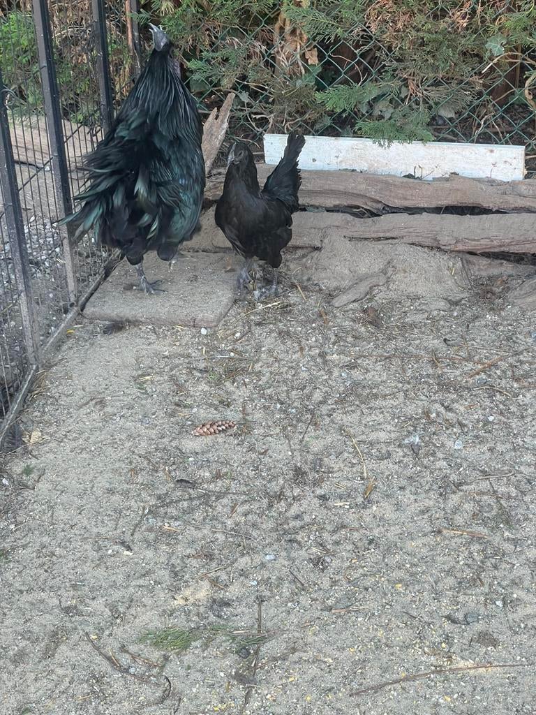 Broedeieren van oregineel ayam Cimani💯, Dieren en Toebehoren, Pluimvee