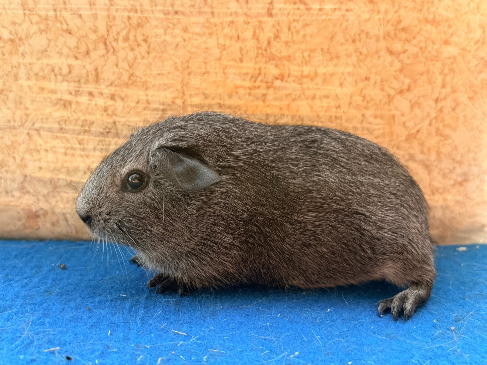 Gladhaar zilveragouti beertjes, Dieren en Toebehoren, Knaagdieren, Cavia, Mannelijk, Juli, Tam
