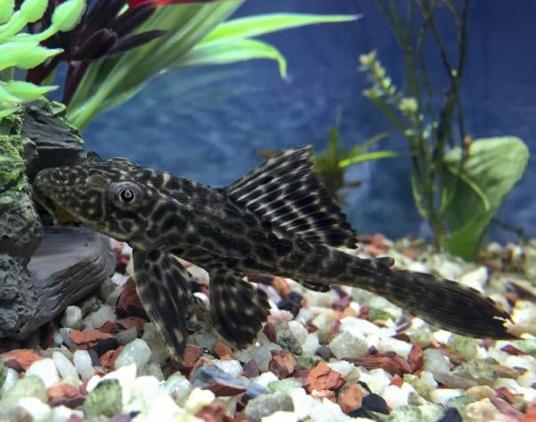 Algeneter plakvis pleco - gratis!, Dieren en Toebehoren