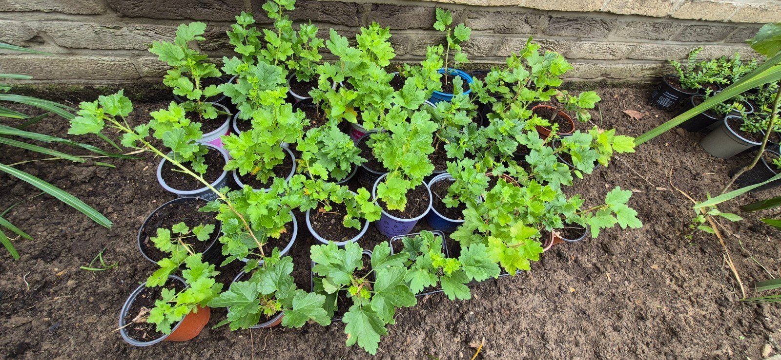 Stekelbezen plantjes 1 euro per plant, Ophalen