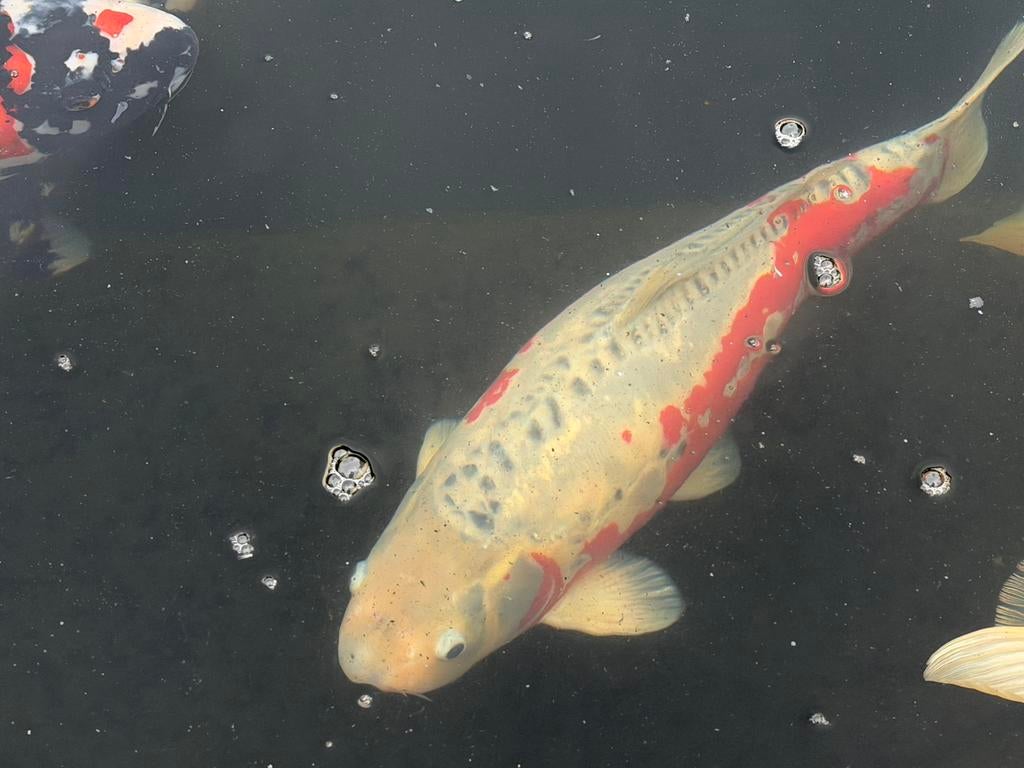 Shusui, Dieren en Toebehoren