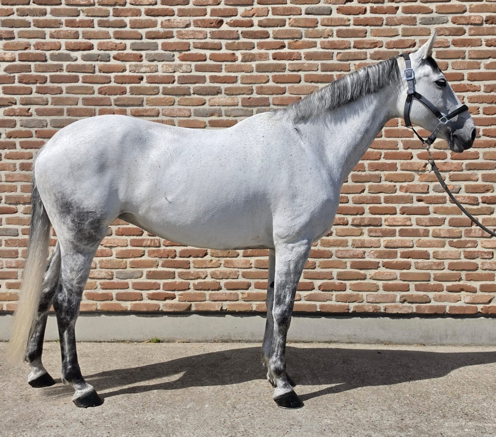 Lieve merrie te koop!, Dieren en Toebehoren, Merrie, Springpaard, Met stamboom, 160 tot 165 cm