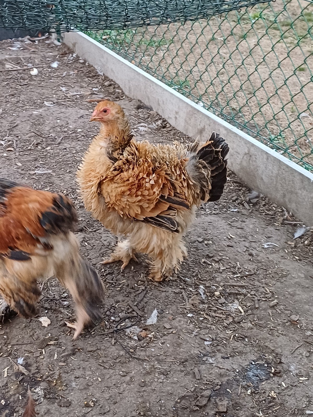 sierkippen, Poule ou poulet