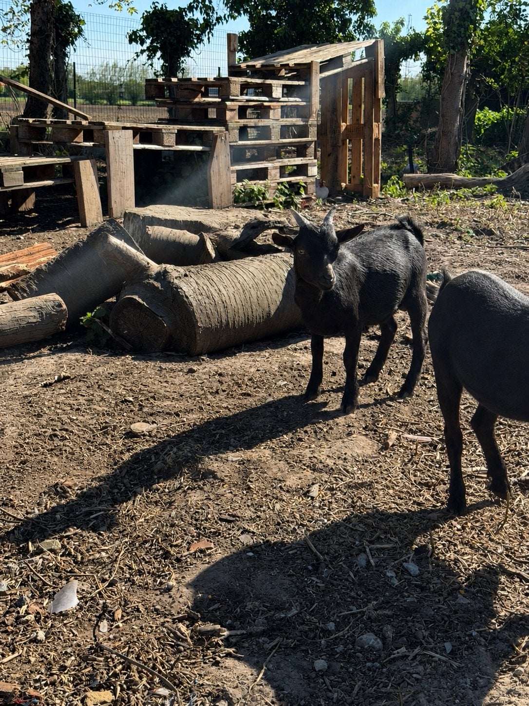 bokje over te nemen, Dieren en Toebehoren, Januari, Mannelijk