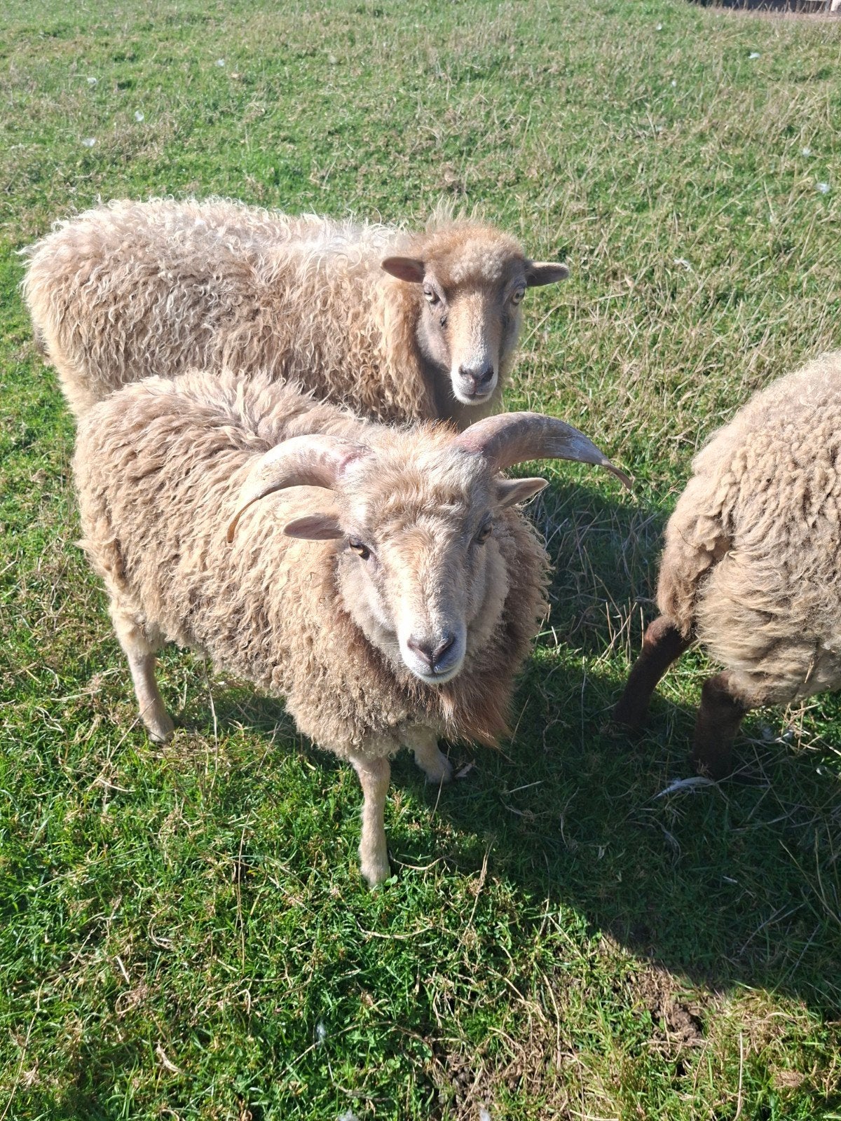 mini ouessant bokje zoekt goede thuis. NIET voor de slacht, Dieren en Toebehoren, Schaap