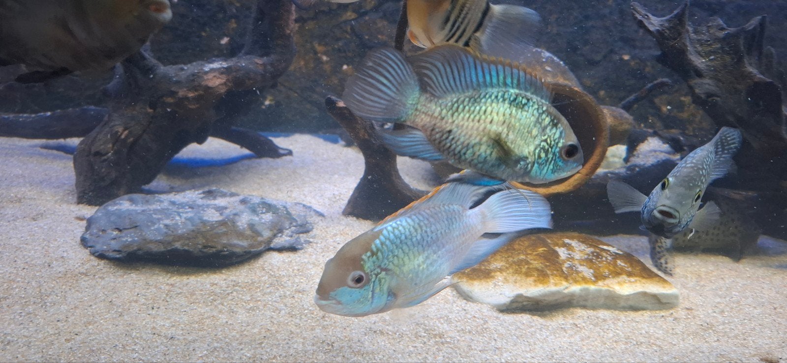 Electric blue acara