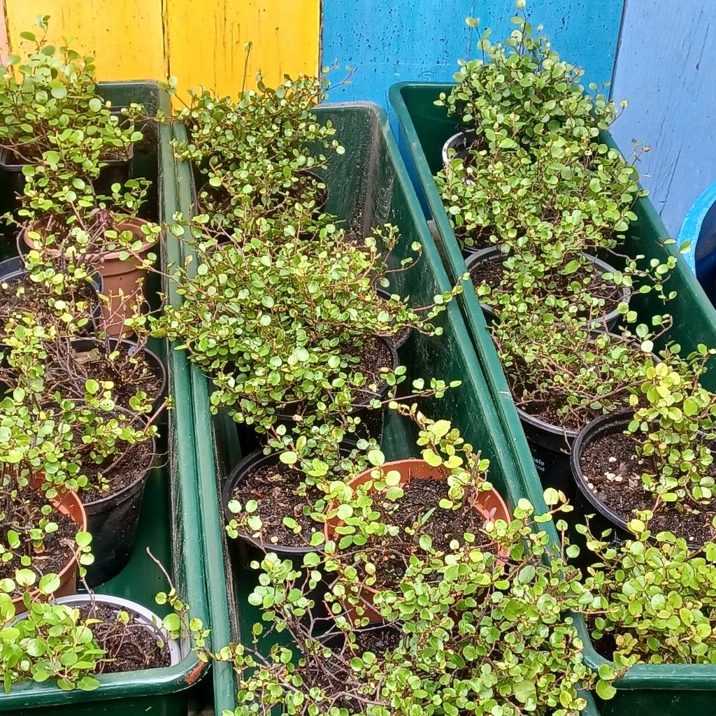 Meulenbeckia, Enlèvement, Plante fixe, Couvre-sol, Mi-ombre