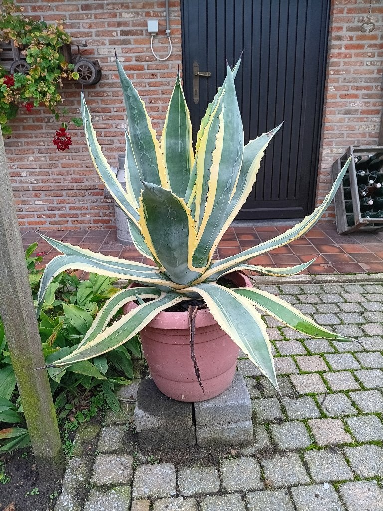 agave americano, Volle zon, Vaste plant, Bloeit niet, Ophalen