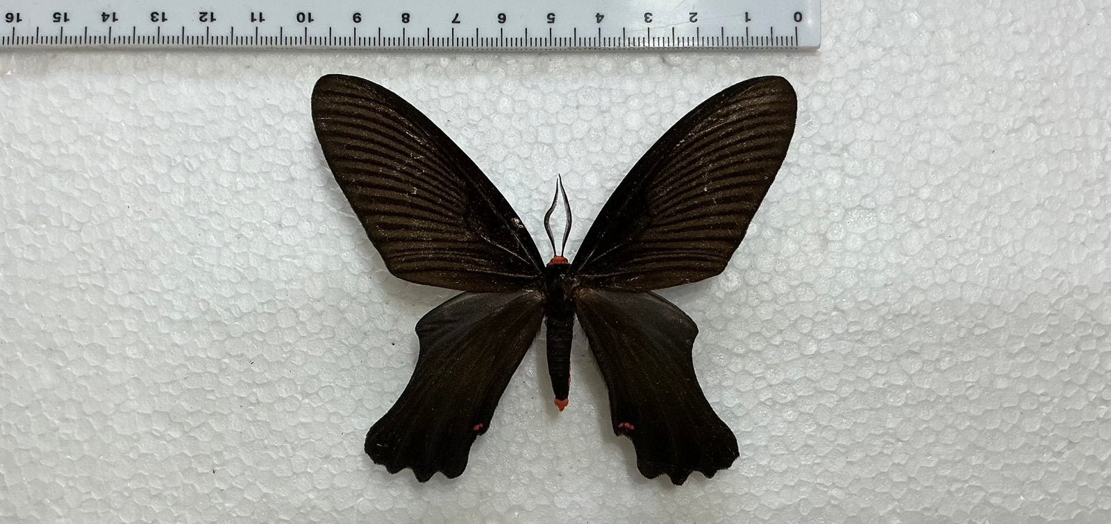 Epicopeia polydora f. NIGRO zeldzaam, Enlèvement, Comme neuf