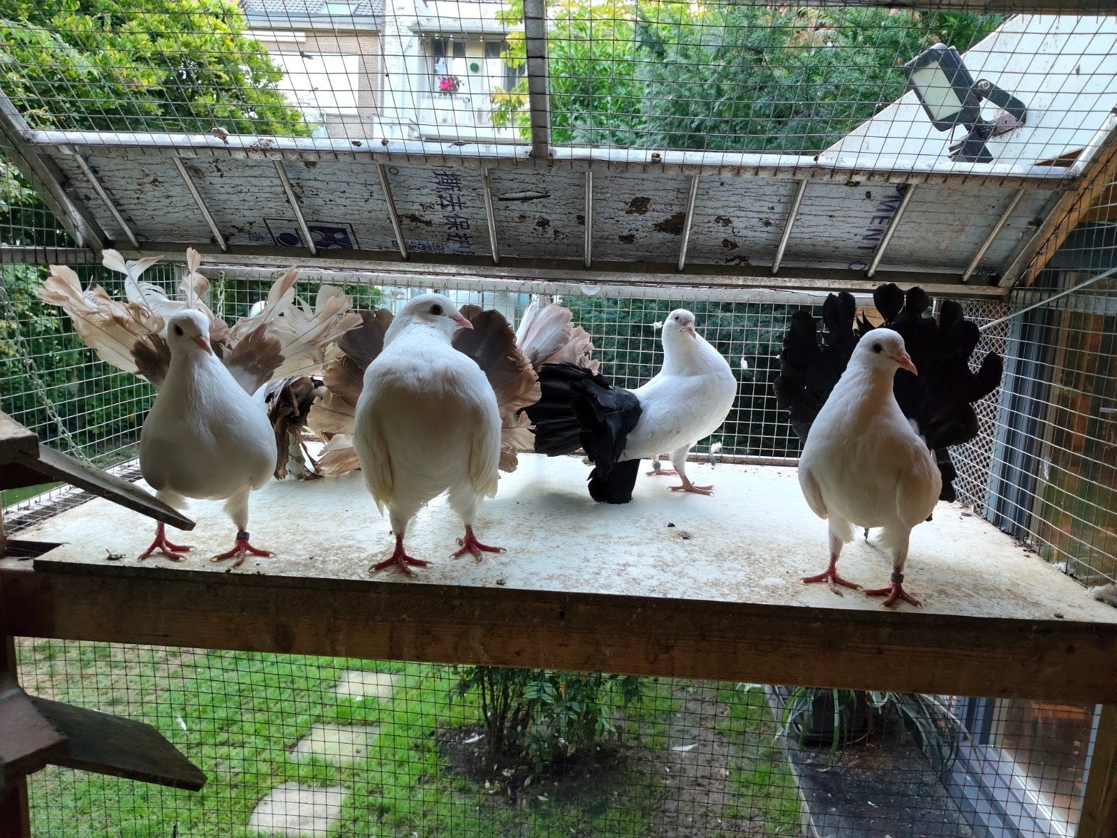 Pigon, Dieren en Toebehoren