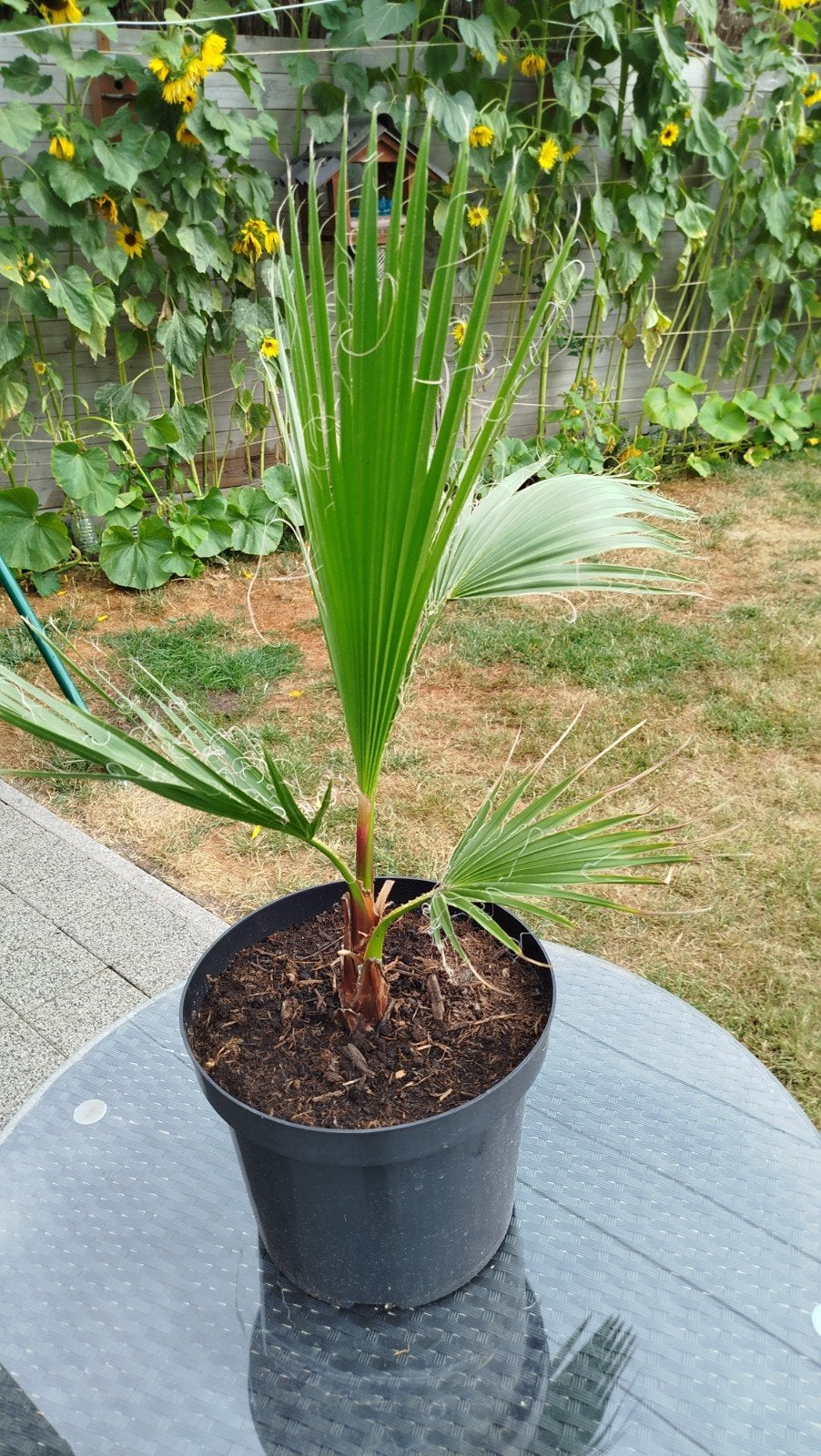 Palmboom Mexican fan palm, Tuin en Terras, Planten | Bomen, Ophalen, Palmboom