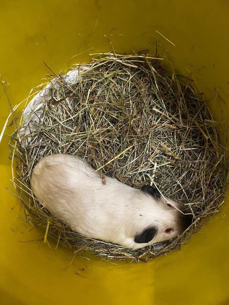 Grote cavia, Août, Mâle, Cobaye