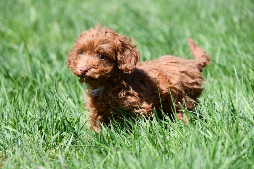 Toypoedel pups te koop, Dieren en Toebehoren, Poedel, 15 weken tot 1 jaar, Buitenland, Teef