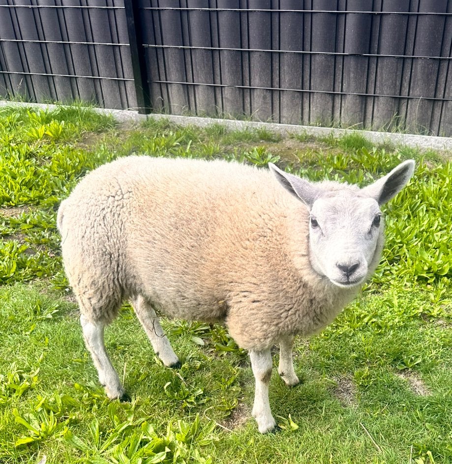 Texel Ooi (5 maanden) - nooit gelammerd, Femelle, Mouton, 0 à 2 ans