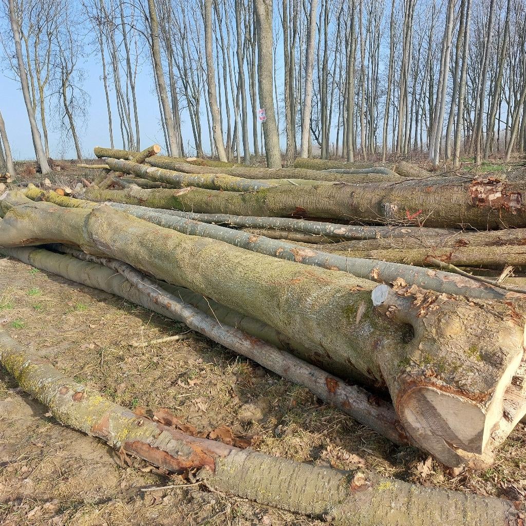 Bois de chauffage sec et demi sec - Bio de la région, Moins de 3 m³, Enlèvement ou Envoi, Autres essences de bois, Bûches