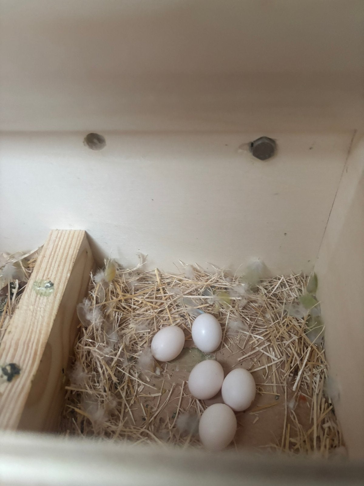 Agapornis roseicollis, Plusieurs animaux, Perroquet nain ou Inséparable, Domestique