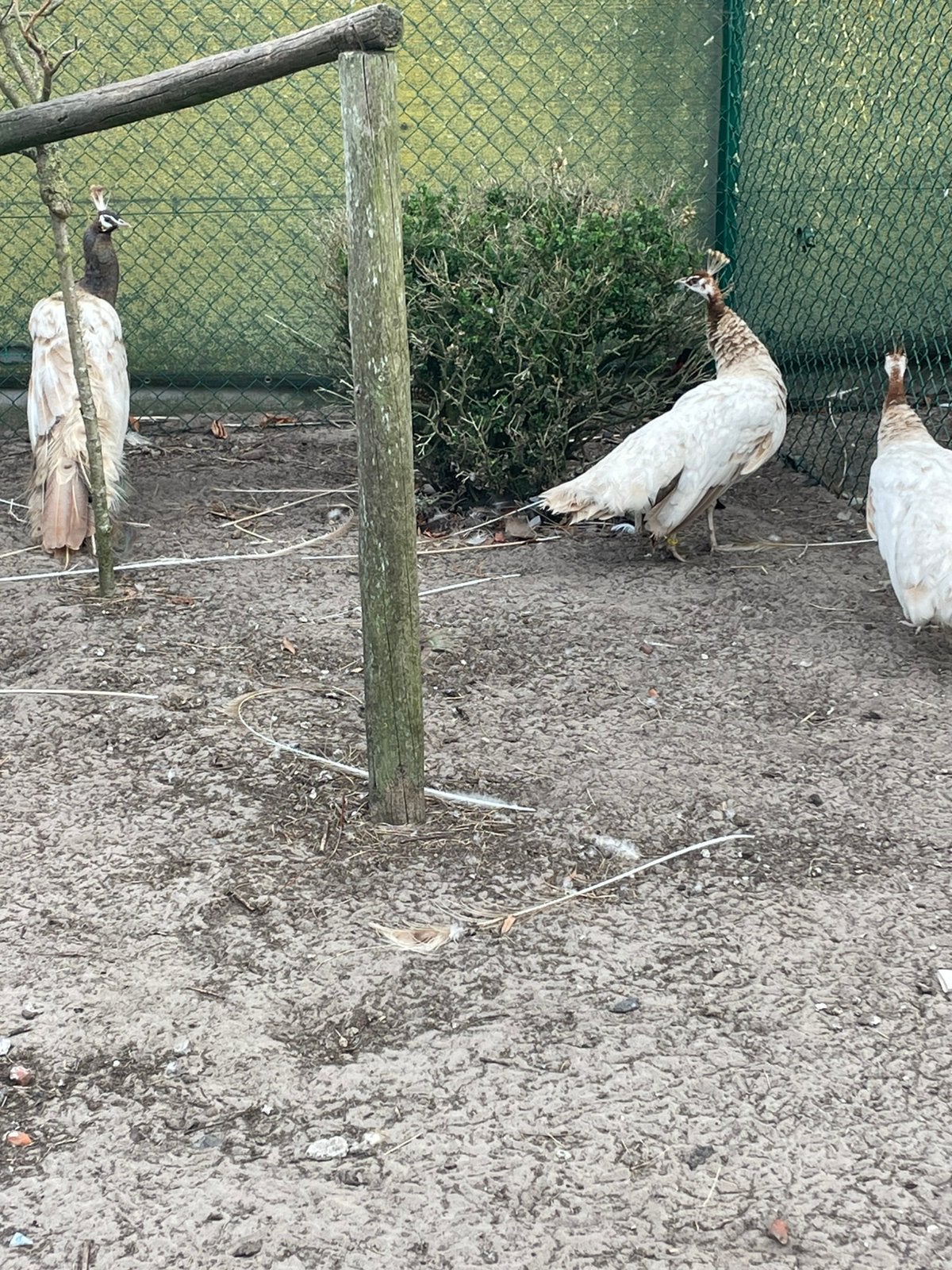Violet pauwen trio koppel te koop, Dieren en Toebehoren, Pluimvee