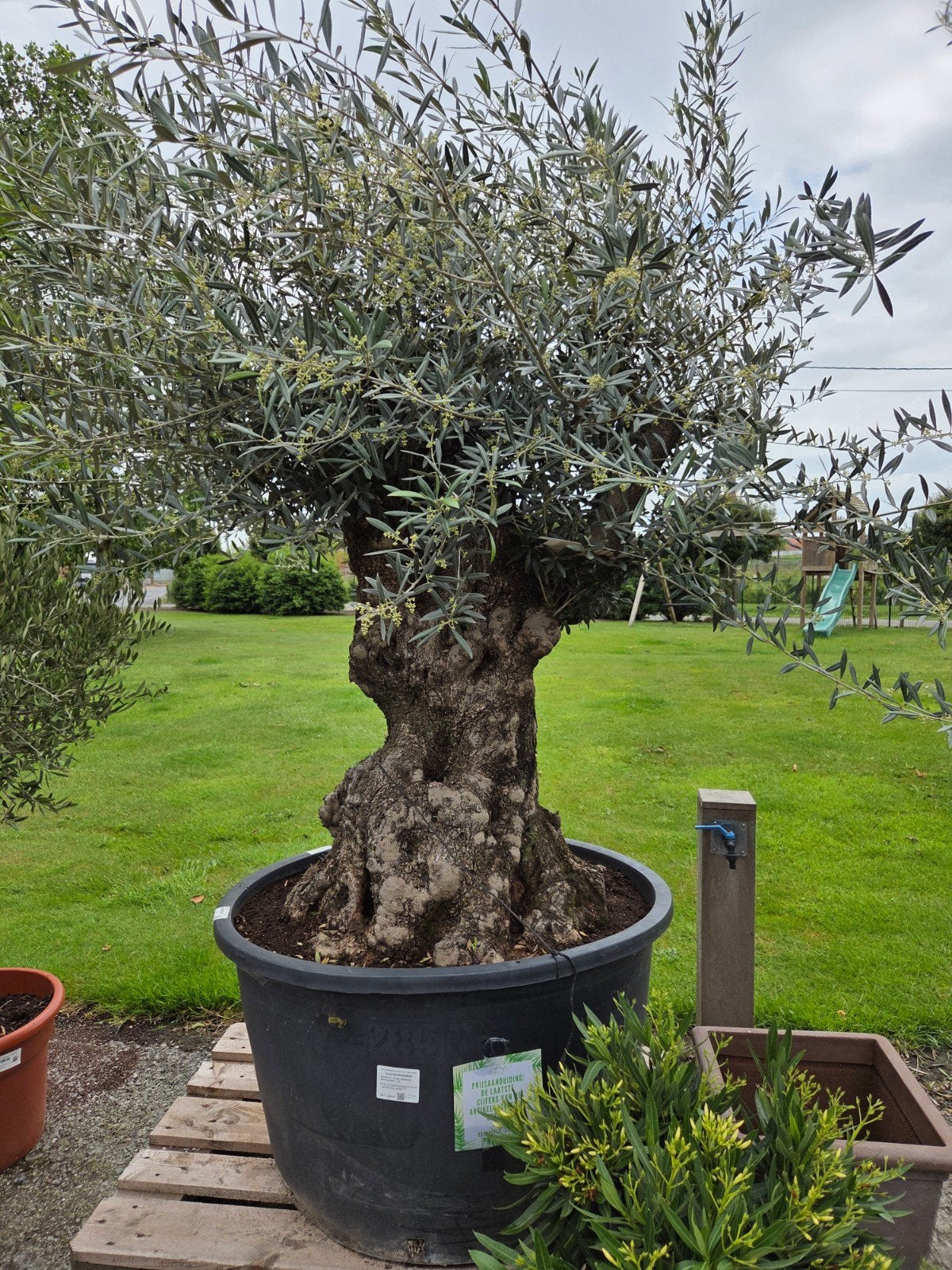 Olijfboom Olea Europaea Bonsai, Enlèvement, Olivier