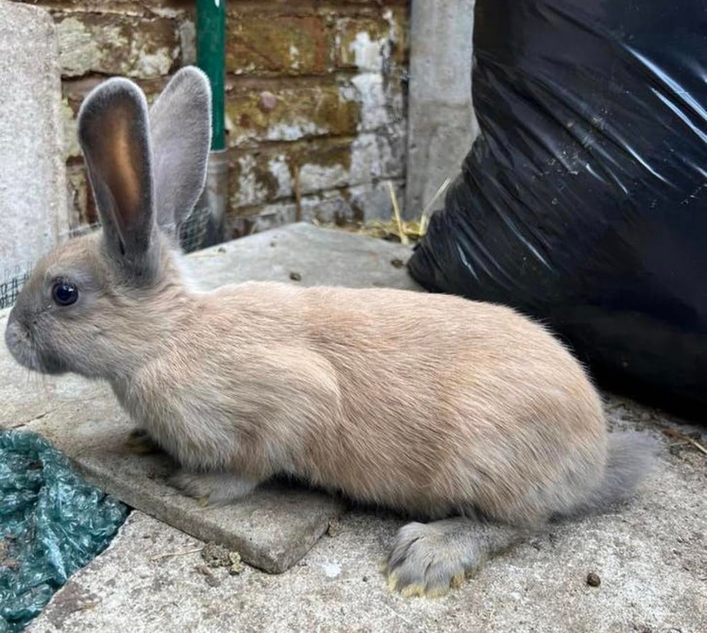 Vlinder konijnen, Dieren en Toebehoren, Konijnen