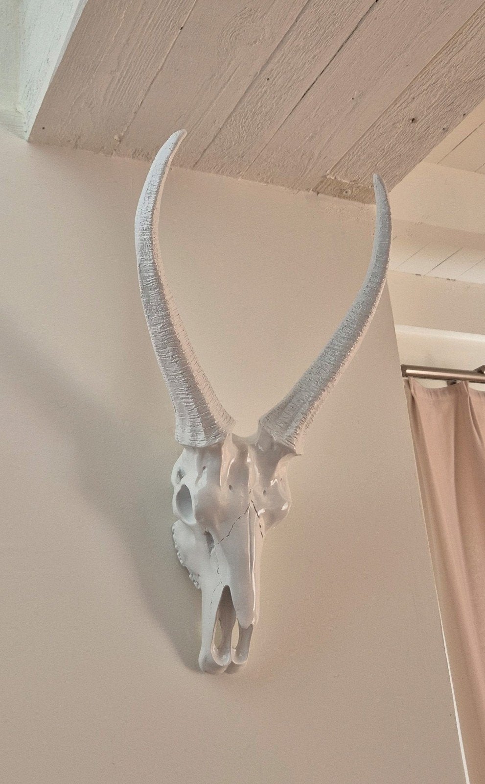 Witte antilope schedel / gazelle schedel wanddecoratie, Industrieel, Ophalen