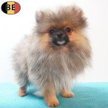 Superbes Spitz (mâles) chiots belges à vendre, Animaux & Accessoires, Chiens | Huskys, Loulous & Types primitifs, 15 semaines à 1 an