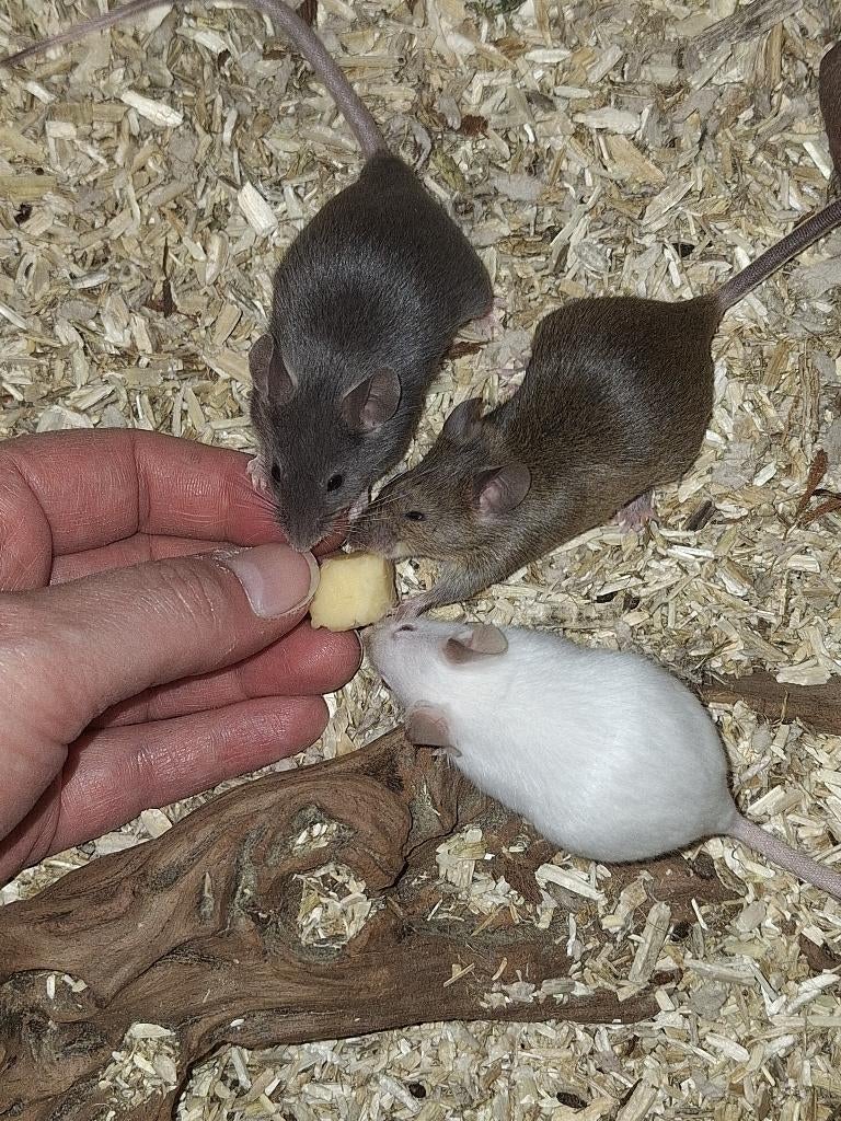 Muisjes, Januari, Vrouwelijk, Muis