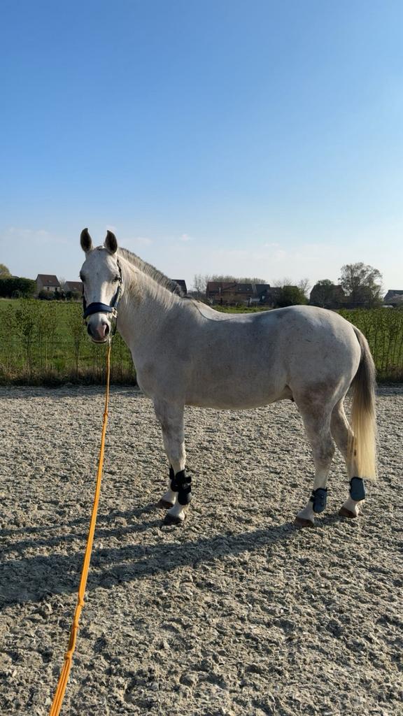 Le ciel frivole, Hongre, Moins de 160 cm, Cheval de récréation, 7 à 10 ans