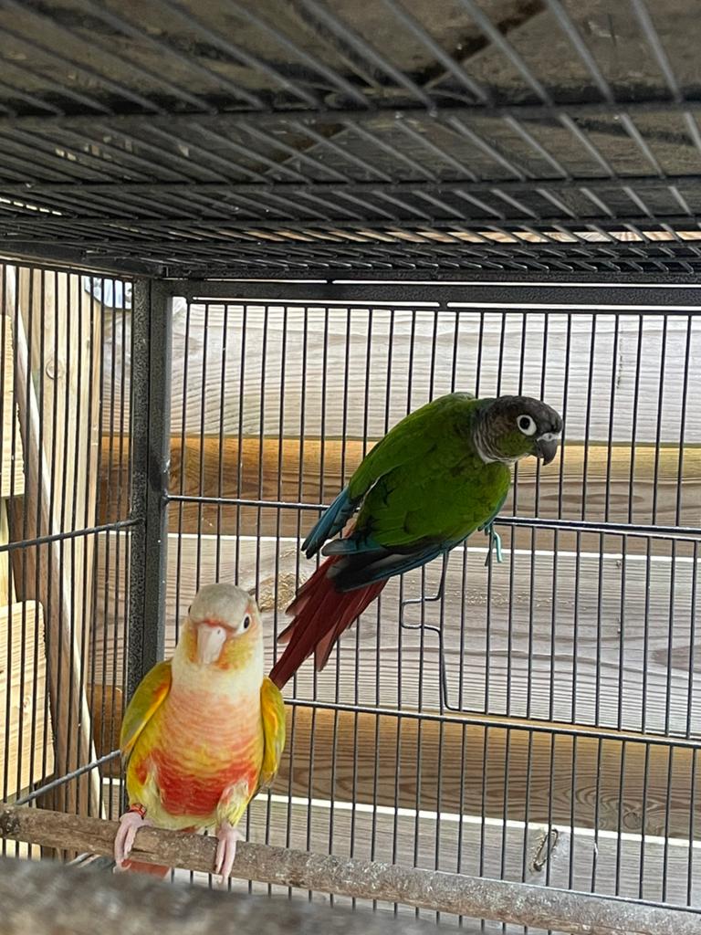 Couple conure, Animaux & Accessoires