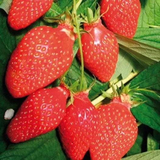 Aardbeienplantjes ('mamie'), Ophalen