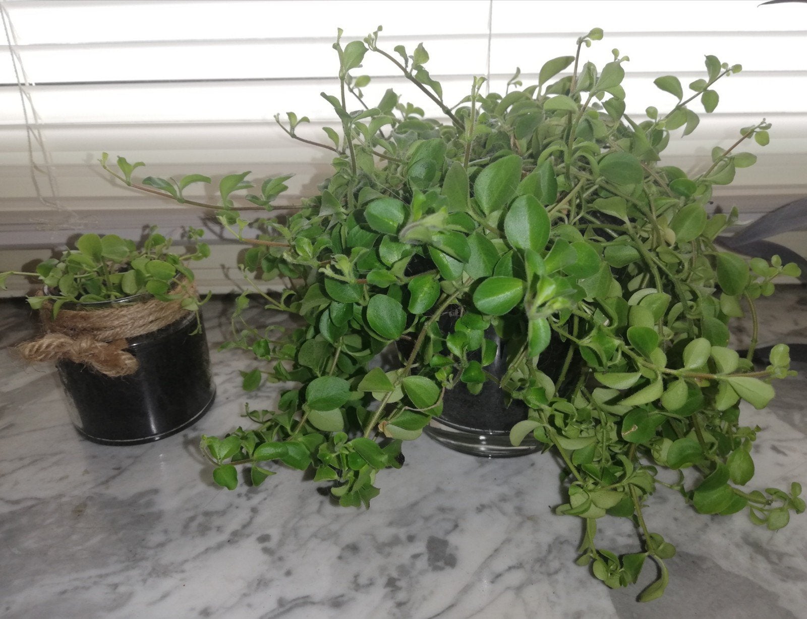 Groene peperomia verhandelen of verkopen, Ophalen, In pot