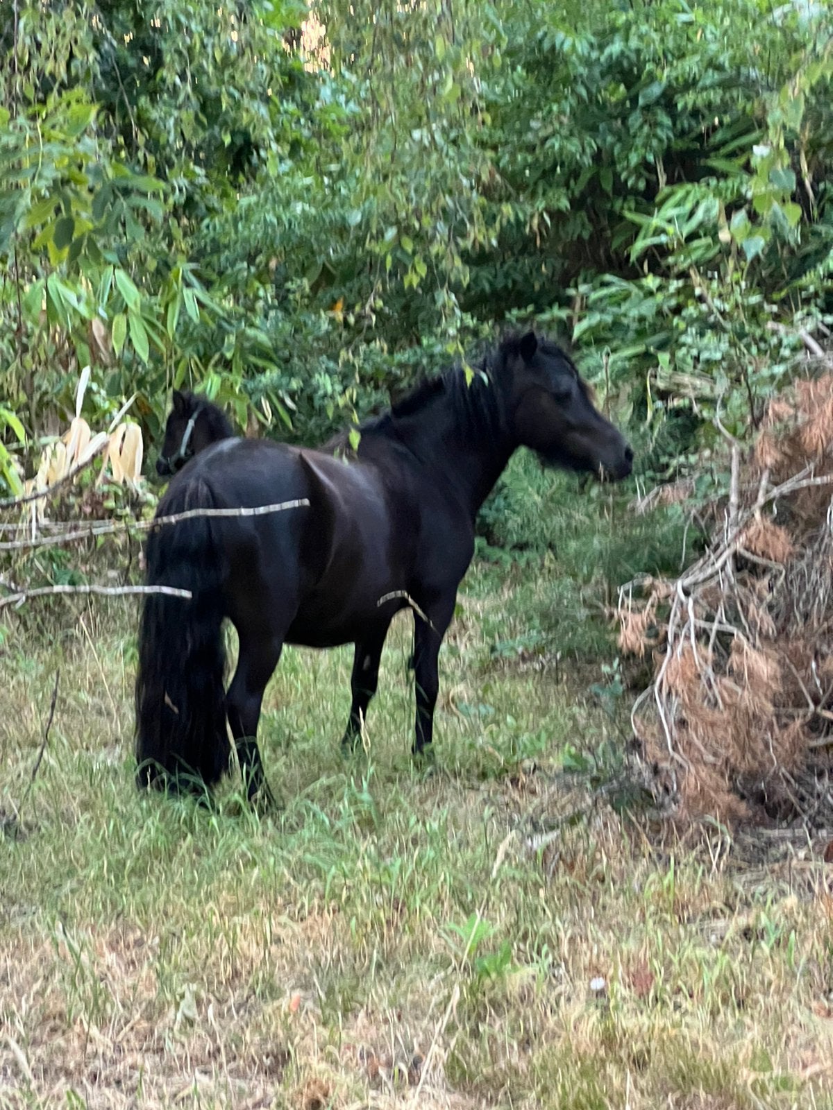 Superlieve pony met merrieveulen, Avec pedigree, Débourré, Poney de récréation, Poney A (jusqu'à 1.17 m)