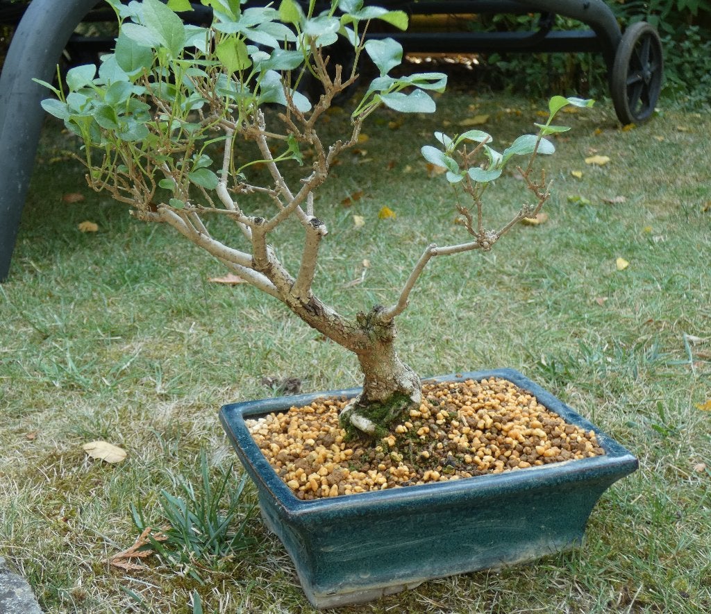 40 ans  beauté — Un bonsaï lilas japonais unique, Jardin & Terrasse, Enlèvement ou Envoi, Printemps, En pot, Ombre partielle