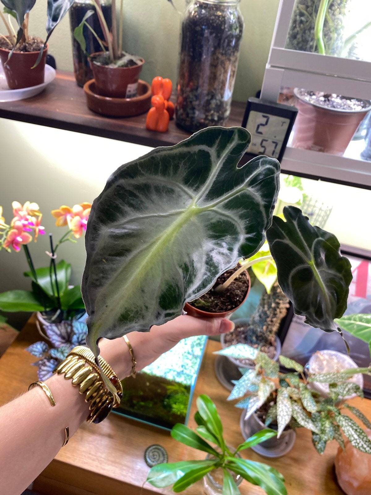 Alocasia Venom, Maison & Meubles, Plantes d'intérieur, Autres espèces, Enlèvement ou Envoi, Moins de 100 cm, Plante verte