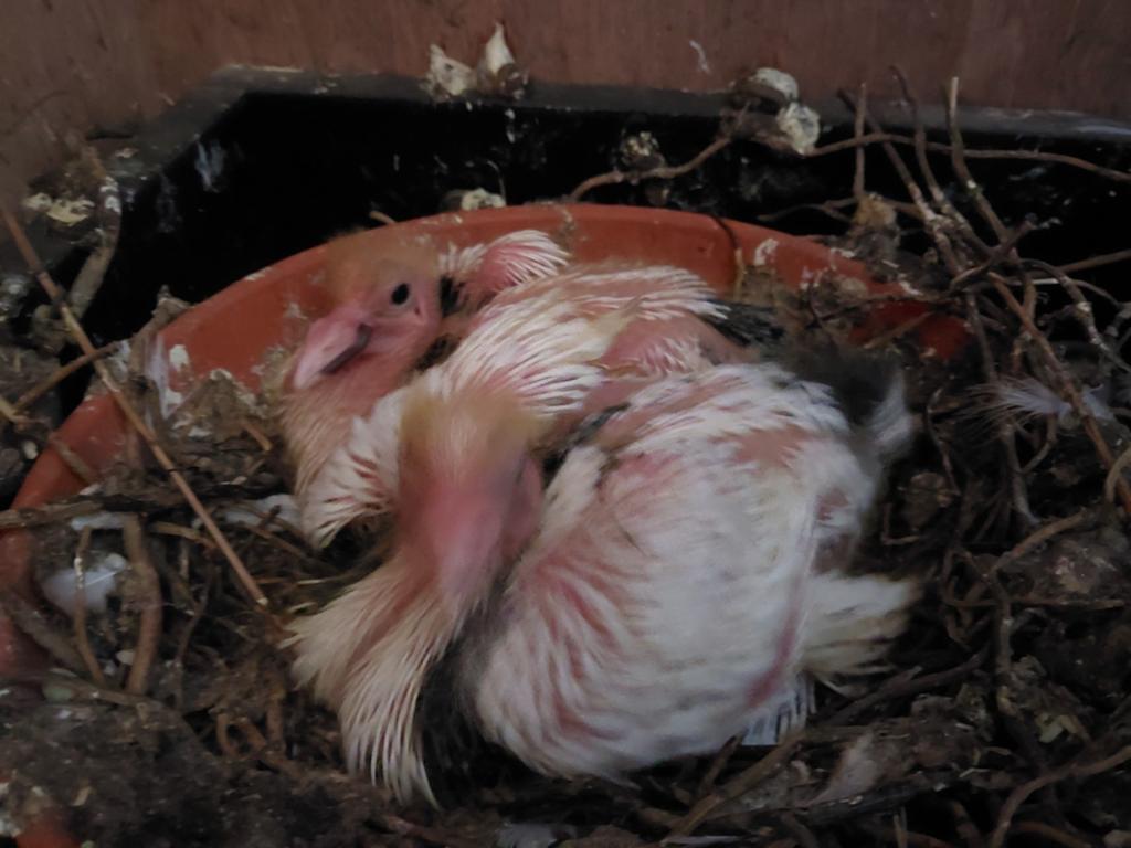 Gentse kropper, sierduiven, rasduiven, duiven, Dieren en Toebehoren, Vogels | Duiven, Kropper